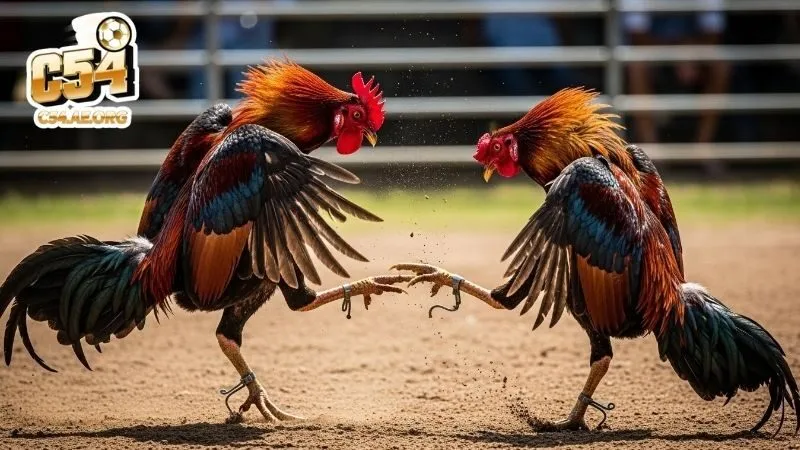 tieu-chuan-ngoai-hinh-tong-the-cua-chien-ke