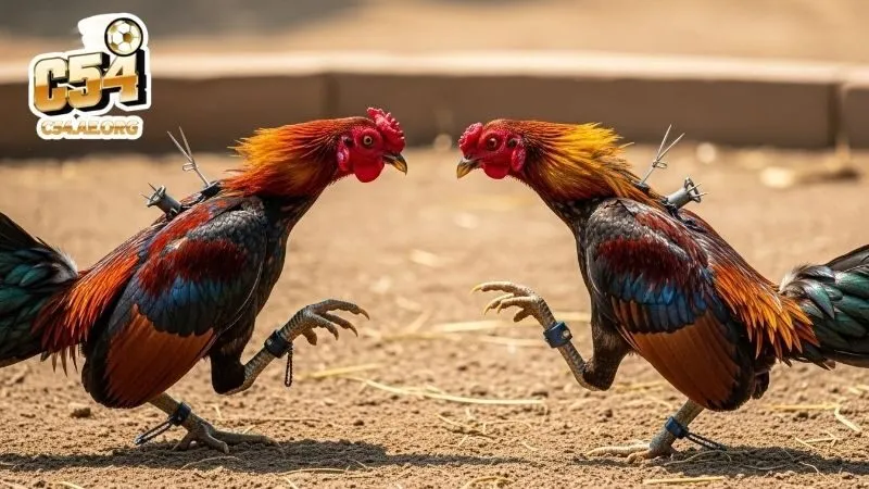 danh-gia-doi-chan-va-he-thong-bo-vay