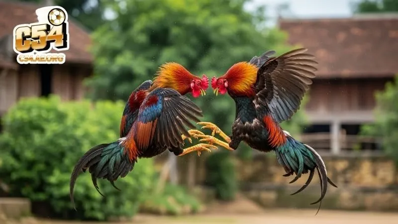 ban-sac-ngoai-hinh-cua-dong-ga-vo-binh-dinh