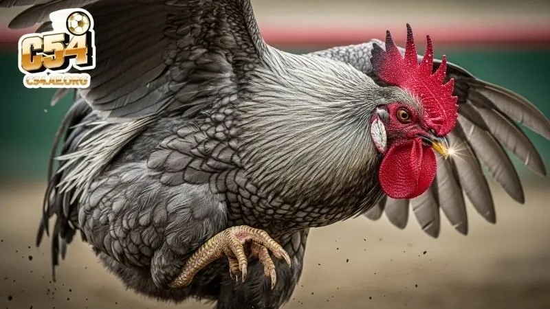 dac-diem-hinh-the-va-loi-danh-thien-bam