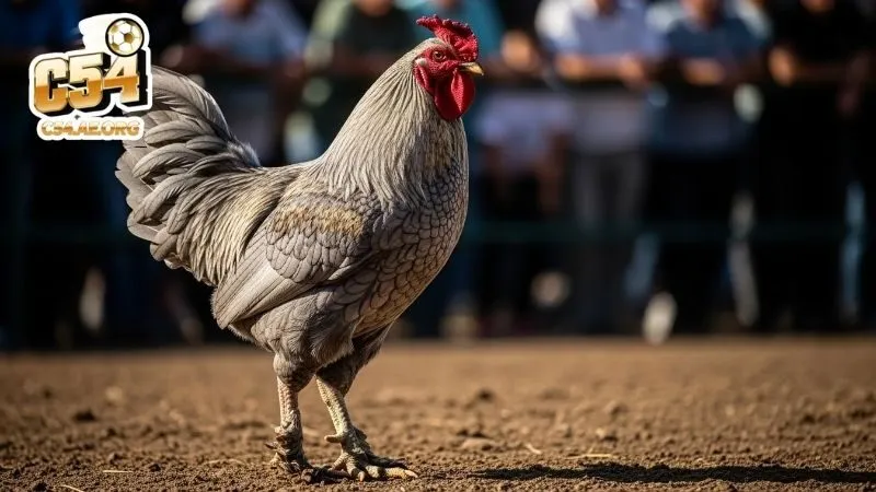 cach-nhan-biet-ga-choi-dong-xam-than-huyen-thoai-thuan-chung